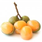 Lemon Sweet Spanish Lime Tree 10 PCS Seeds Lemon Sweet Spanish Lime Tree 10 PCS Seeds