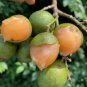 Lemon Sweet Spanish Lime Tree 10 PCS Seeds
