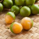 Lemon Sweet Spanish Lime Lemon Sweet Spanish Lime 100 PCS Seeds