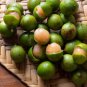 Lemon Sweet Spanish Lime Lemon Sweet Spanish Lime 100 PCS Seeds