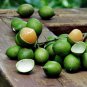 Lemon Sweet Spanish Lime Lemon Sweet Spanish Lime 100 PCS Seeds