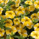 Lemon Slice Superbells Calibrachoa Petunia Annual Flower 100 PCS Seeds Lemon Slice Superbells Calibrachoa Petunia Annual Flower 100 PCS Seeds