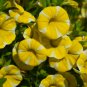 Lemon Slice Superbells Calibrachoa Petunia Annual Flower 100 PCS Seeds