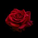 Large Dark Red F1 Rose Flower 50 PCS Seeds Large Dark Red F1 Rose Flower 50 PCS Seeds