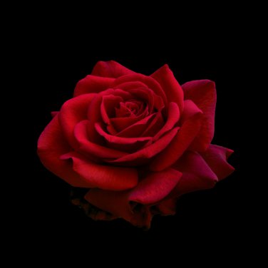 Large Dark Red F1 Rose Flower 50 PCS Seeds