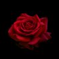 Large Dark Red F1 Rose Flower 50 PCS Seeds