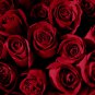 Large Dark Red F1 Rose Flower 50 PCS Seeds
