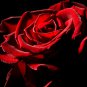 Large Dark Red F1 Rose Flower 50 PCS Seeds