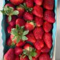 Large-sized Bright Red Cream Red Strawberry 60 PCS Seeds