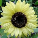 Lemon Queen Sunflower Helianthus annuus 20 PCS Seeds Lemon Queen Sunflower Helianthus annuus 20 PCS Seeds