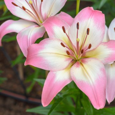 Large Bonsai Lilium Flower 200 PCS Seeds