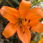 Large Bonsai Lilium Flower 200 PCS Seeds