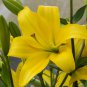 Large Bonsai Lilium Flower 200 PCS Seeds