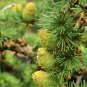 Larch Pine Tree Plants 50 PCS Seeds