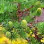 Larch Pine Tree Plants 50 PCS Seeds