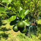 Lemon Mexican Green Fruit Tree 20 PCS Seeds