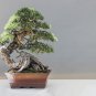 Larch Bonsai Larix Tree Bonsai New Arrival Home Garden Plant 100 PCS Seeds