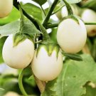 Lao White Eggplant 200 PCS Seeds