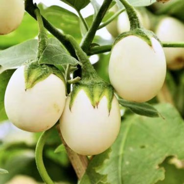 Lao White Eggplant 200 PCS Seeds