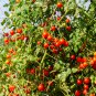 Large Tomato Middle Red Truss Plant 100 PCS Seeds