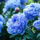 'Lanxing' Blue Silky Wavy Peony Flower 5 PCS Seeds 'Lanxing' Blue Silky Wavy Peony Flower 5 PCS Seeds