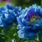 'Lanxing' Blue Silky Wavy Peony Flower 5 PCS Seeds
