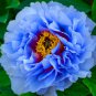 'Lanxing' Blue Silky Wavy Peony Flower 5 PCS Seeds