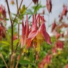 'lantern' Brown Orange Aquilegia Columbine Garden Perennial Flowers 50 PCS Seeds 'lantern' Brown Orange Aquilegia Columbine Garden Perennial Flowers 50 PCS Seeds