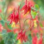 'lantern' Brown Orange Aquilegia Columbine Garden Perennial Flowers 50 PCS Seeds