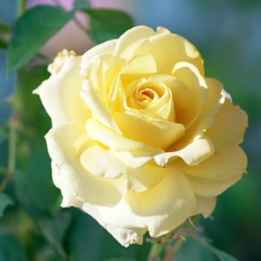 Large Light Rose Flower 50 PCS Seeds