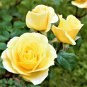 Large Light Rose Flower 50 PCS Seeds
