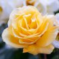Large Light Rose Flower 50 PCS Seeds