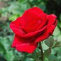 Large Feral Red Rose Flower 50 PCS Seeds