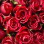 Large Feral Red Rose Flower 50 PCS Seeds