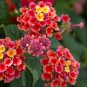 Lantana Camara Flower 100 PCS Seeds
