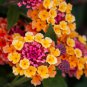 Lantana Camara Flower 100 PCS Seeds