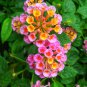 Lantana Camara Flower 50 PCS Seeds
