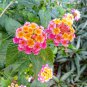 Lantana Camara Flower 50 PCS Seeds