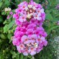 Lantana Camara Flower 50 PCS Seeds