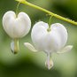 Lamprocapnos spectabilis Mixed Bleeding Heart Perennial Herbs Flower 5 PCS Seeds