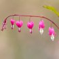 Lamprocapnos spectabilis Mixed Bleeding Heart Perennial Herbs Flower 5 PCS Seeds