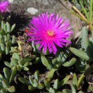 Lampranthus spectabilis Flaw Aizoaceae Perennial Evergreen Plants 50 PCS Seeds