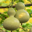 Lagenaria Siceraria Big Wine Spoon Bottle Gourd 5 PCS Seeds Lagenaria Siceraria Big Wine Spoon Bottle Gourd 5 PCS Seeds