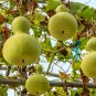 Lagenaria Siceraria Big Wine Spoon Bottle Gourd 5 PCS Seeds