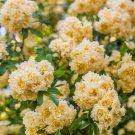 'Lady Banks' Yellow Climbing Rose Flower 50 PCS Seeds 'Lady Banks' Yellow Climbing Rose Flower 50 PCS Seeds