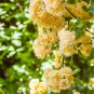 'Lady Banks' Yellow Climbing Rose Flower 50 PCS Seeds