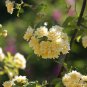 'Lady Banks' Yellow Climbing Rose Flower 50 PCS Seeds