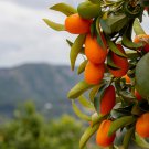 Kumquat Golden Orange Cumquats Kinkan Golden Tangerine Fruits 200 PCS Seeds Kumquat Golden Orange Cumquats Kinkan Golden Tangerine Fruits 200 PCS Seeds