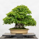 Korean Hornbeam Tree Bonsai Very Beautiful Mini 50 PCS Seeds Korean Hornbeam Tree Bonsai Very Beautiful Mini 50 PCS Seeds