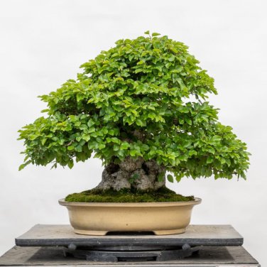 Korean Hornbeam Tree Bonsai Very Beautiful Mini 50 PCS Seeds
